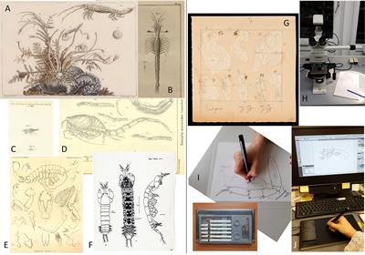 Challenges and Advances in the Taxonomy of Deep-Sea Peracarida: From Traditional to Modern Methods